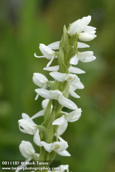 Platanthera dilitata