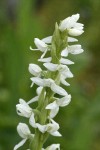 White Bog Orchid blossoms