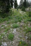 Spreading Phlox, Broadleaf Lupine, Mountain Arnica in swale