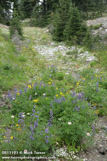 Lupinus latifolius; Arnica latifolia; Phlox diffusa
