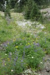 Broadleaf Lupine, Mountain Arnica, Spreading Phlox in swale