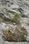 Columbia Lewisia