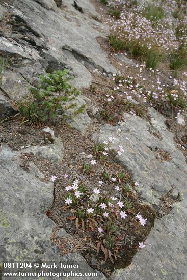 Lewisia columbiana