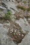 Columbia Lewisia