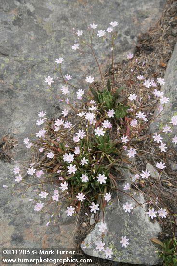 Lewisia columbiana