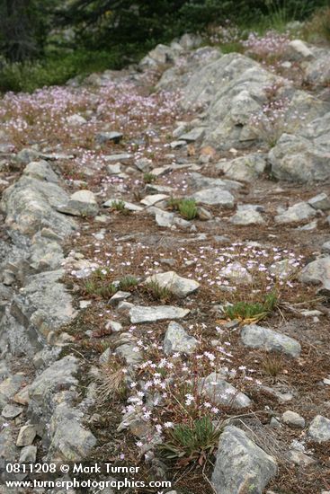 Lewisia columbiana