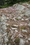 Columbia Lewisia on rock shelf