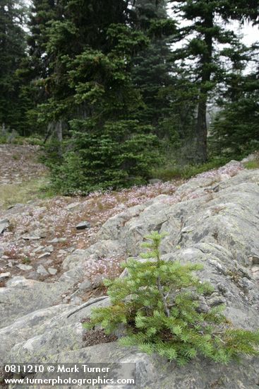 Abies lasiocarpa