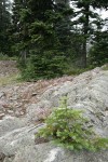 Small Sub-alpine Fir in rock crack w/ Columbia Lewisia bkgnd