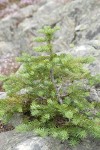 Small Sub-alpine Fir in rock crack