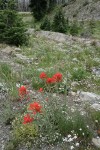 Wenatchee Paintbrush w/ Mountain Sandwort