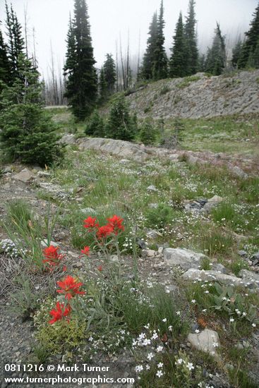 Castilleja elmeri; Arenaria capillaris