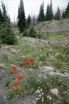 Wenatchee Paintbrush w/ Mountain Sandwort
