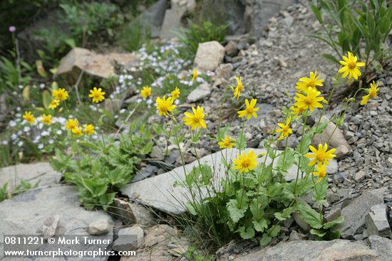 Arnica latifolia