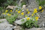 Mountain Arnica