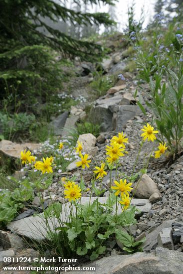 Arnica latifolia