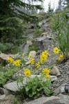 Mountain Arnica