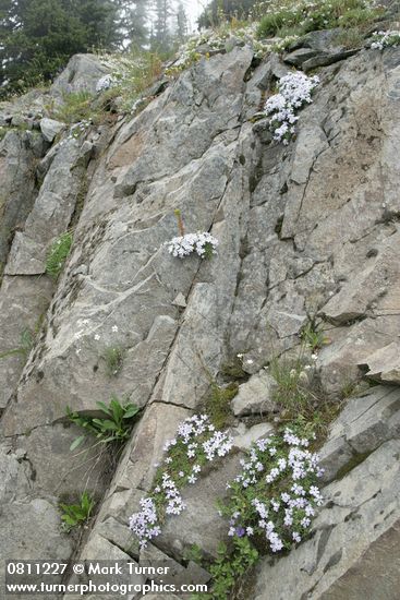 Phlox diffusa