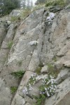 Spreading Phlox in rock cracks