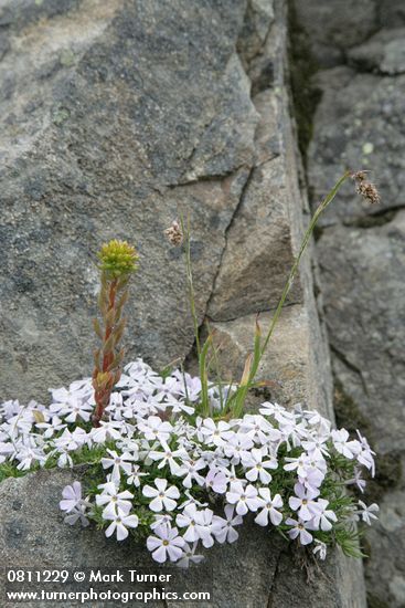 Phlox diffusa; Sedum lanceolatum; Carex sp.