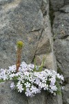 Spreading Phlox, Lanceleaf Stonecrop, Sedge in rock crack