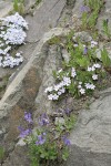 Cusick's Speedwell & Spreading Phlox in rock crack