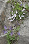 Cusick's Speedwell & Spreading Phlox in rock crack