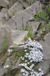 Spreading Phlox & Cusick's Speedwell in rock cracks