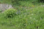 Wet meadow w/ White Bog Orchids, Green Corn Lilies, Broadleaf Lupines
