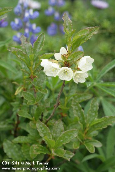 Rhododendron albiflorum