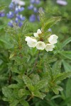 White Rhododendron blossoms & foliage