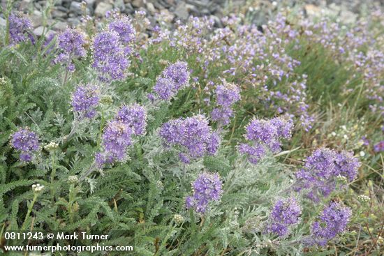 Phacelia sericea