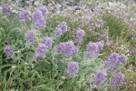 Silky Phacelia