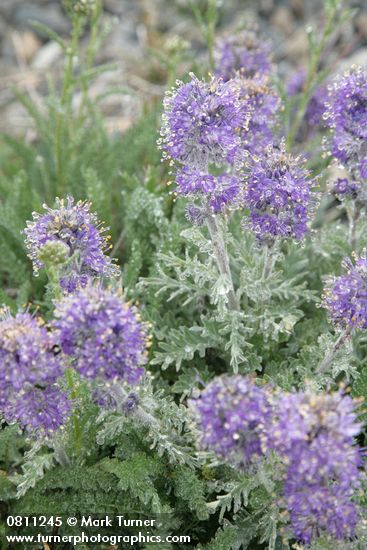 Phacelia sericea