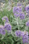 Silky Phacelia