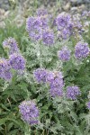 Silky Phacelia