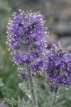 Silky Phacelia blossoms detail w/ raindrops