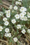 Alpine Chickweed