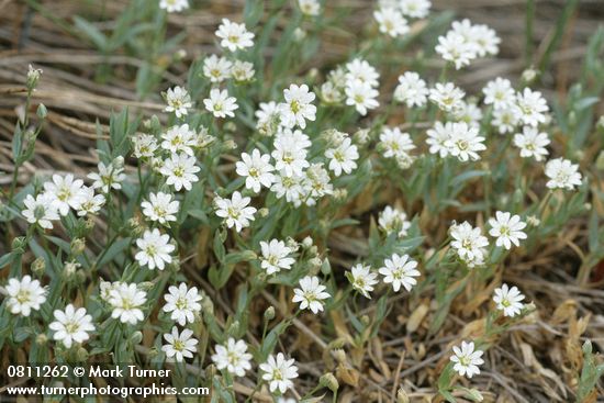 Cerastium beeringianum