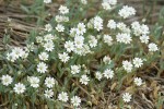 Alpine Chickweed