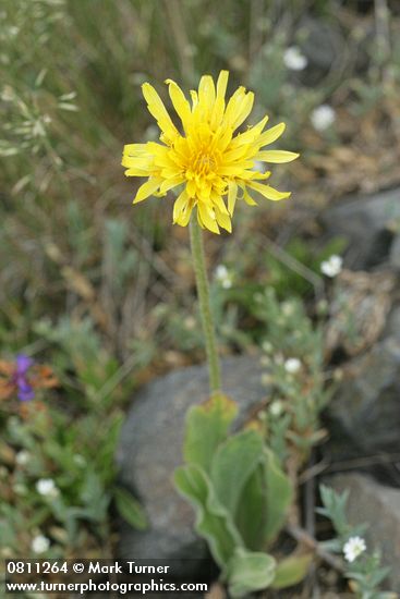 Agoseris glauca