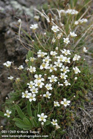 Minuartia obtusiloba