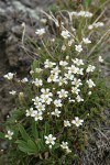 Alpine Sandwort