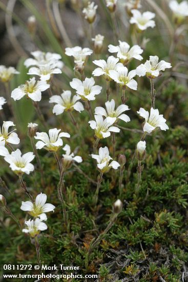 Minuartia obtusiloba