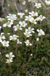 Alpine Sandwort