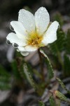 Eightpetal Mountain-avens blossom w/ raindrops