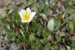 Eightpetal Mountain-avens