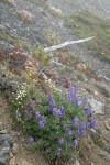 Broad-leaved Lupines on alpine scree slope w/ Spotted Saxifrage