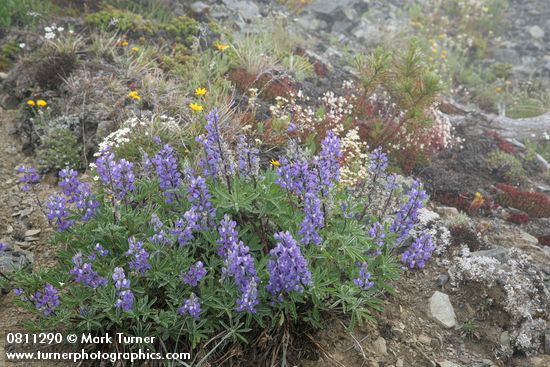 Lupinus latifolius