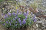 Broad-leaved Lupines on alpine scree slope w/ Spotted Saxifrage